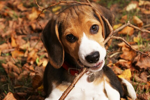 Chiot ludique avec un bâton dans les feuilles