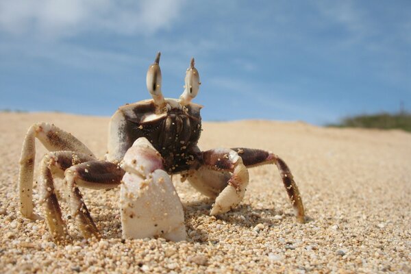 Crab on the ocean with a shell