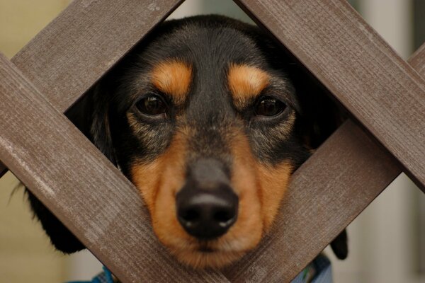 Dachshund triste mirando a través de la valla