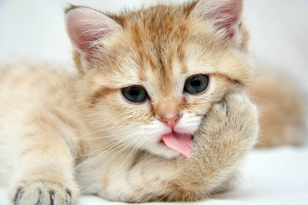 The kitten licks the paw with its tongue