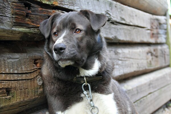 Trauriger Hund an einer Kette mit Sehnsucht in den Augen