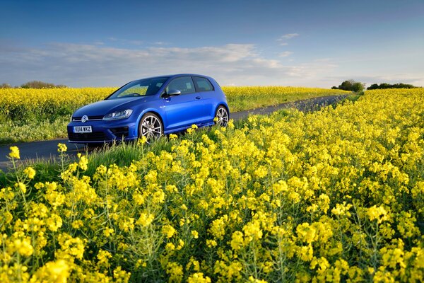 Blue volkswagen golf in a field of yellow flowers