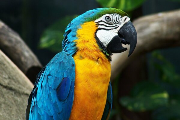 A bright macaw parrot is sitting on a branch