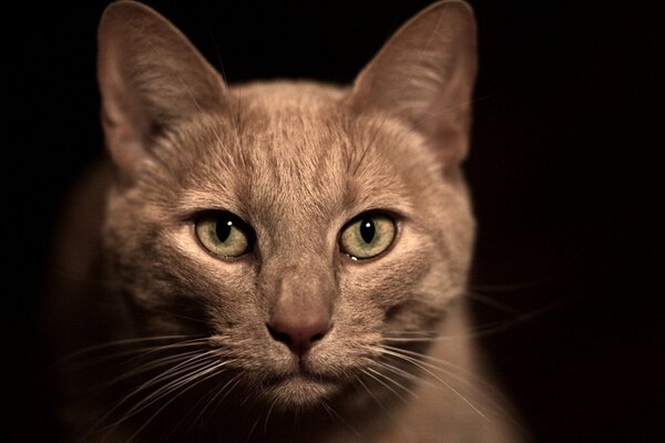 Beige cat on a black background