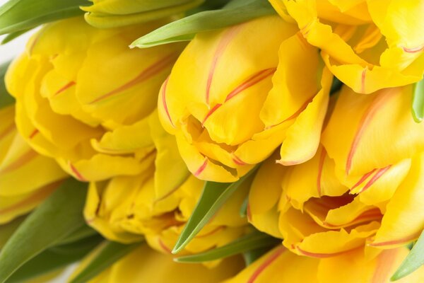 Strauß gelber Tulpen mit Knospen