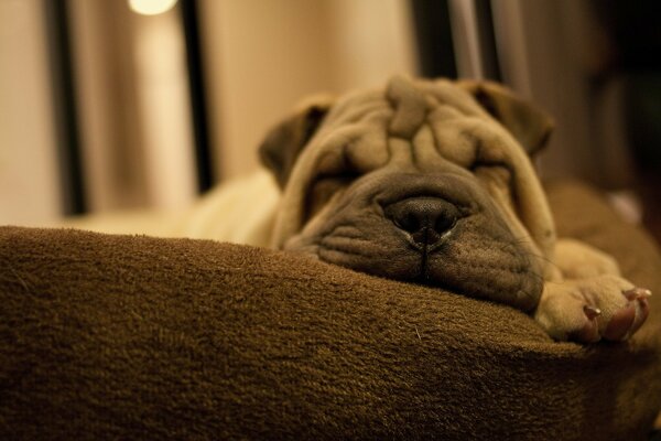 Cachorro con pliegues de Shar Pei en el Sofá