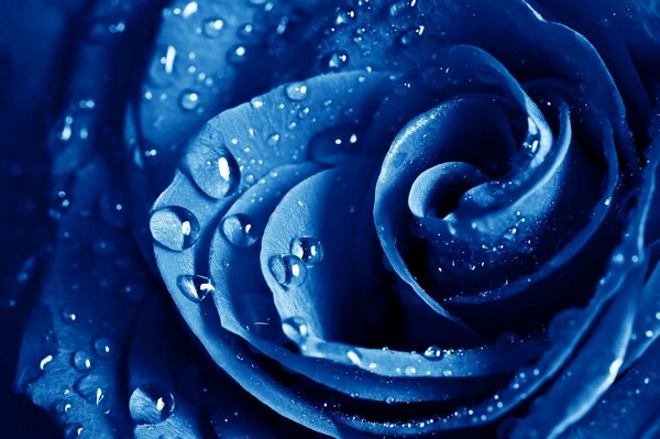 Blaue Rose nach dem Regen