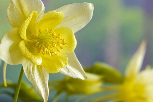 Die gelbe Blume der Narzisse hat sich aufgelöst