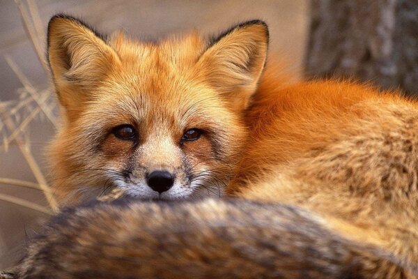 Red fox looks into the distance