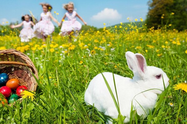 Weißes Kaninchen kaut Gras in der Natur