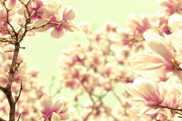 Pink-delicate magnolia in bloom