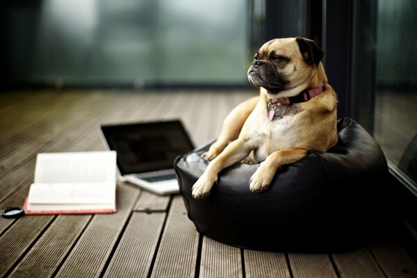 Pug en una otomana en una habitación con un libro y una computadora portátil