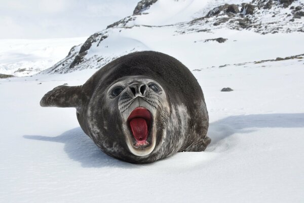 Elephant seal on ice