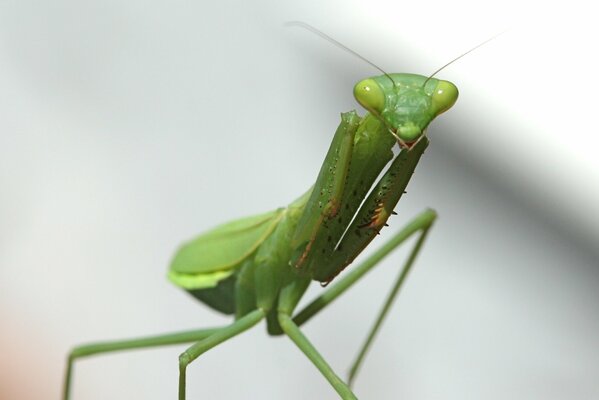 Macro shooting of the mantis insect