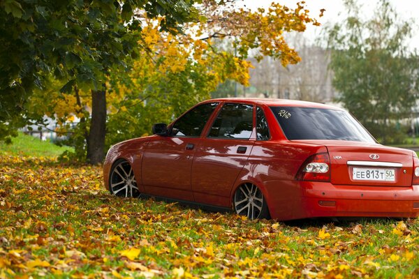 Die rote Priora steht auf dem Herbstteppich