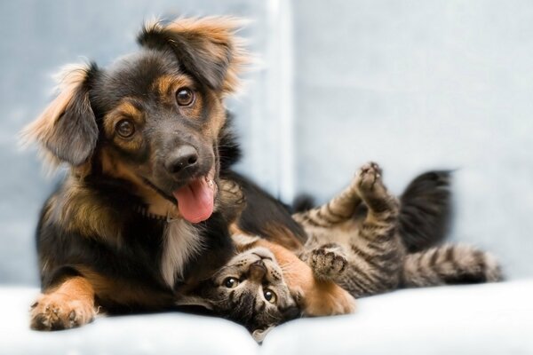 Perro y gato amigos