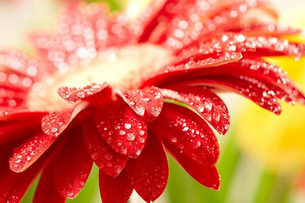 Gotas en gerberas rojas