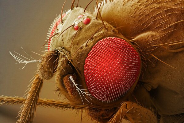 Ojos zarcillos de la pata de la mosca bajo el microscopio