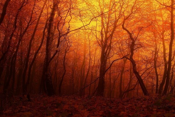 Tramonto rosso nella vecchia foresta