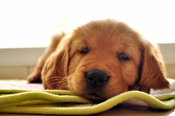 A red labrador puppy is lying on the mat