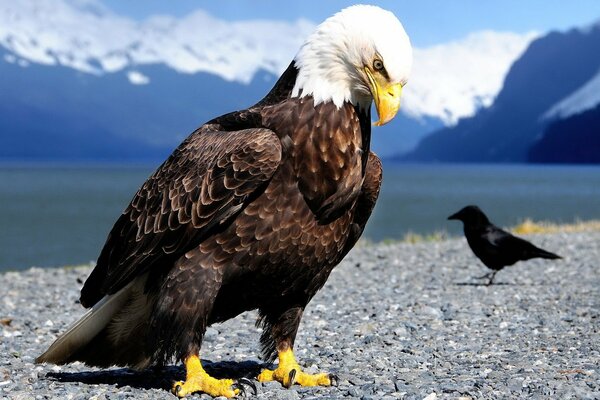 The eagle s gaze pierces the stones on the seashore