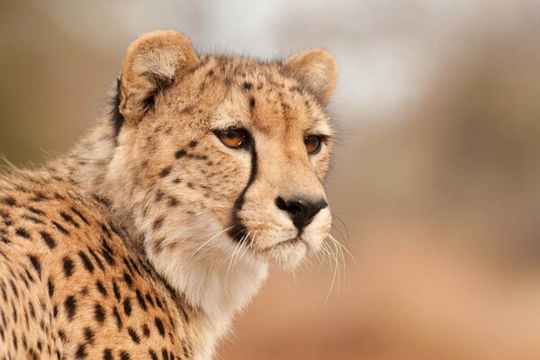 A cheetah with a very piercing gaze