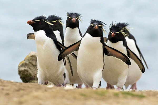 Die getufteten Pinguine haben ihre Flügel ausgebreitet