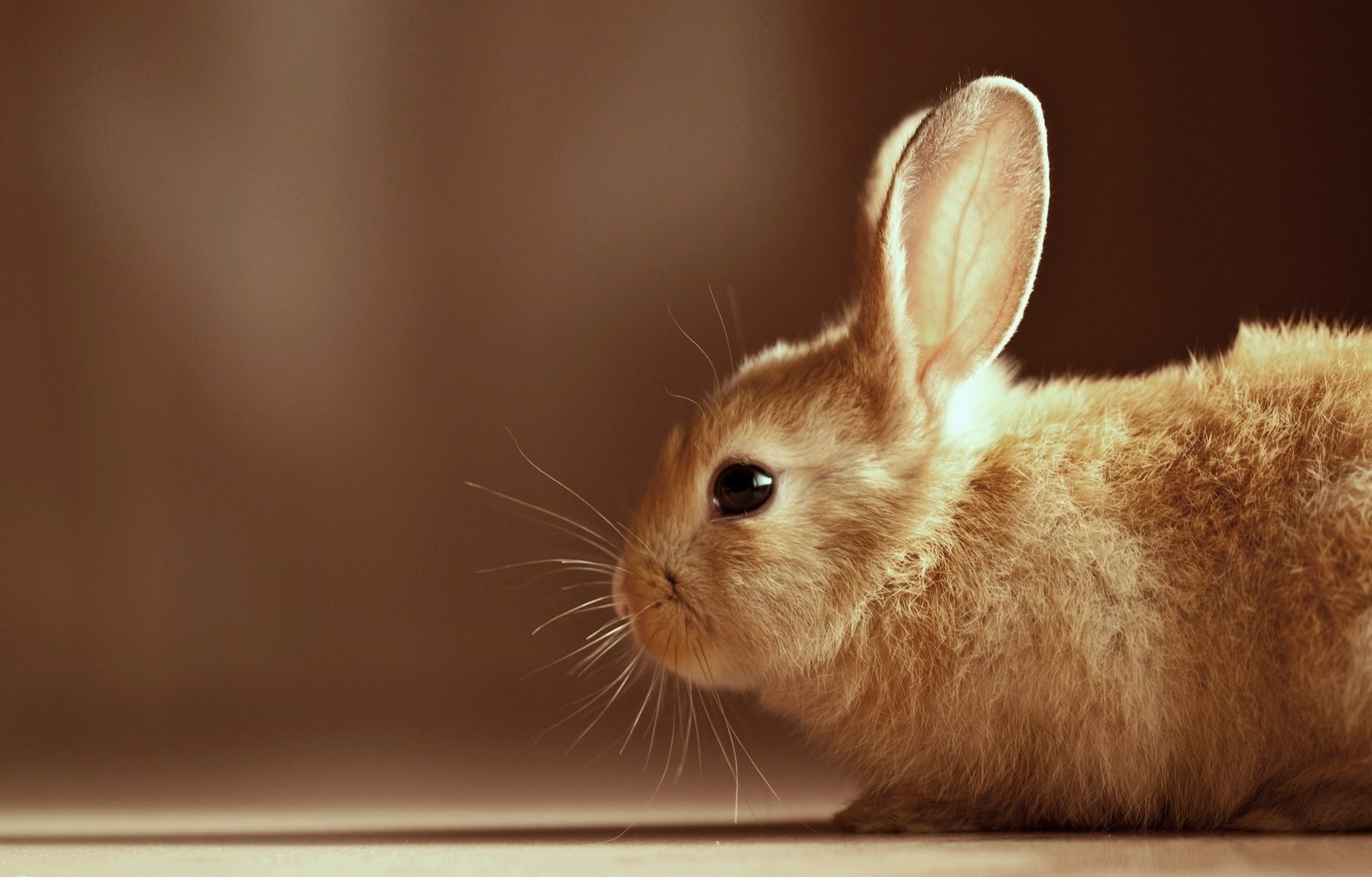 animales ojos conejito orejas conejo conejito lana bigote perfil mirada ojos conejito beige