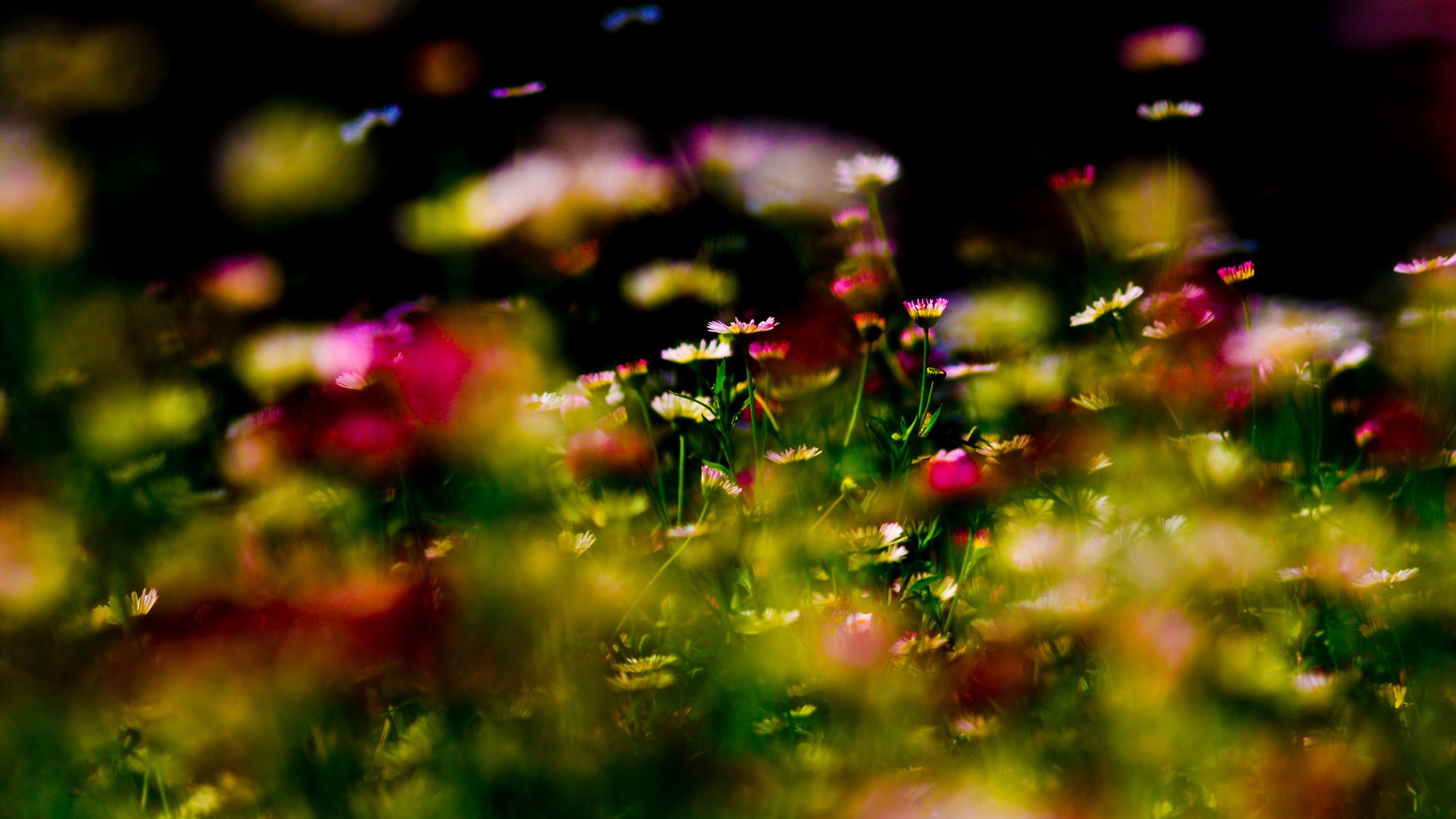 flor flores parque jardín hierba flores bosque macro naturaleza