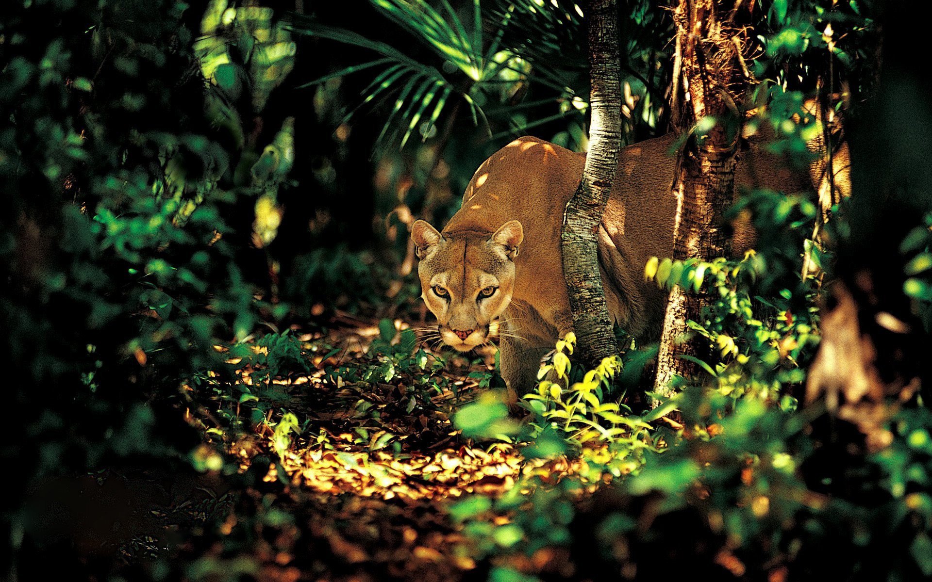 vue arbres puma verdure prédateur jungle forêt herbe rayons de lumière ombre grand chat