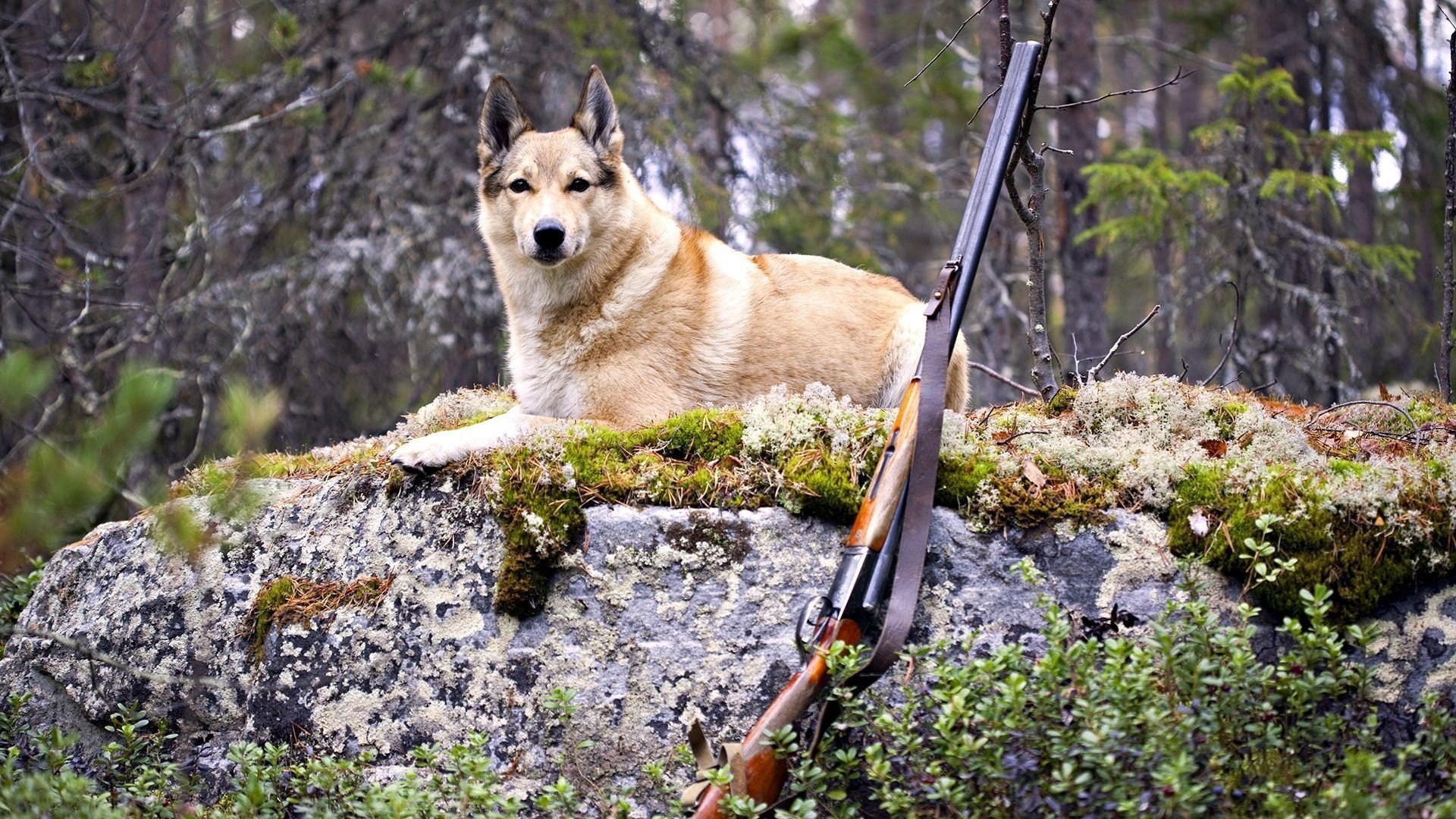 perro escopeta caza perro bosque animales perros vista guau-guau-guau-guau hocico