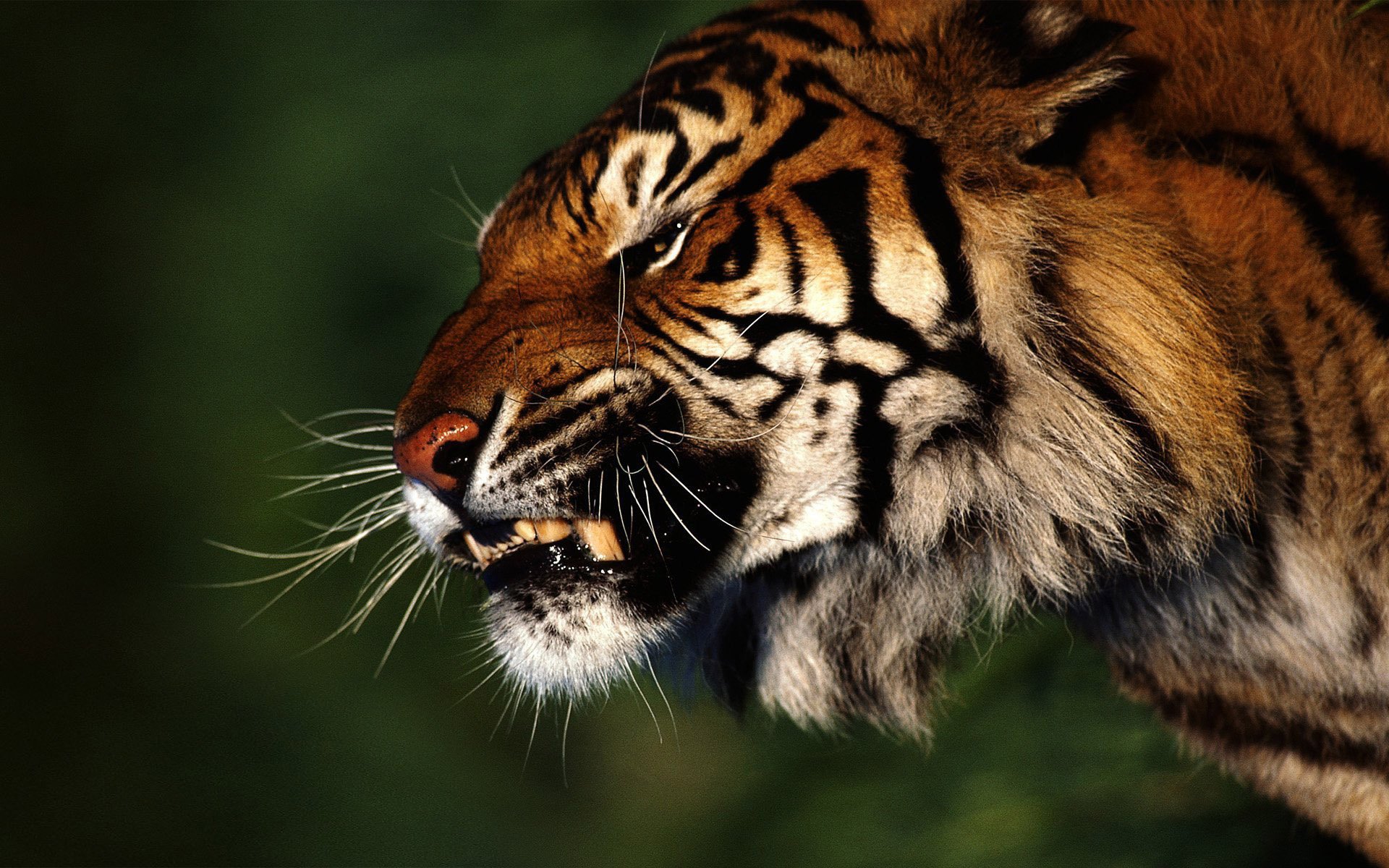 bosque tigre ira perfil depredador sonrisa agresión colmillos rabia hocico bigote nariz dientes fondo animales felinos vista gatito-gato-miau-miau