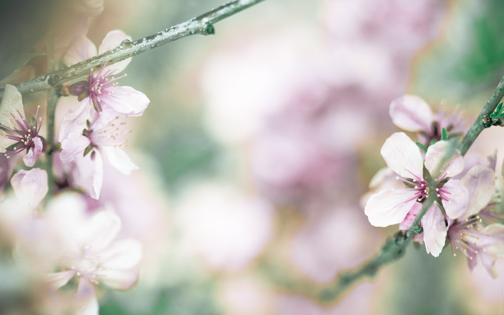 fleurs papier peint cerise printemps branche pétales photo floraison verdure mise au point rose