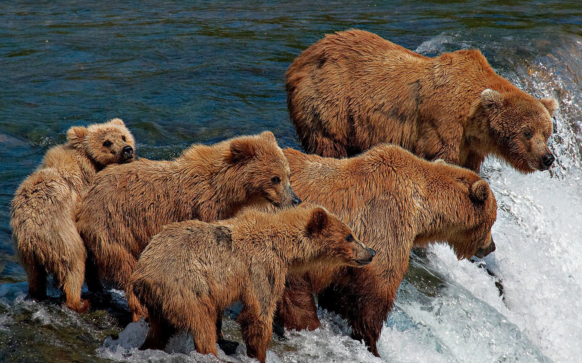 osos corriente cinco familia río pesca baño abrevadero osos animales pies zambos