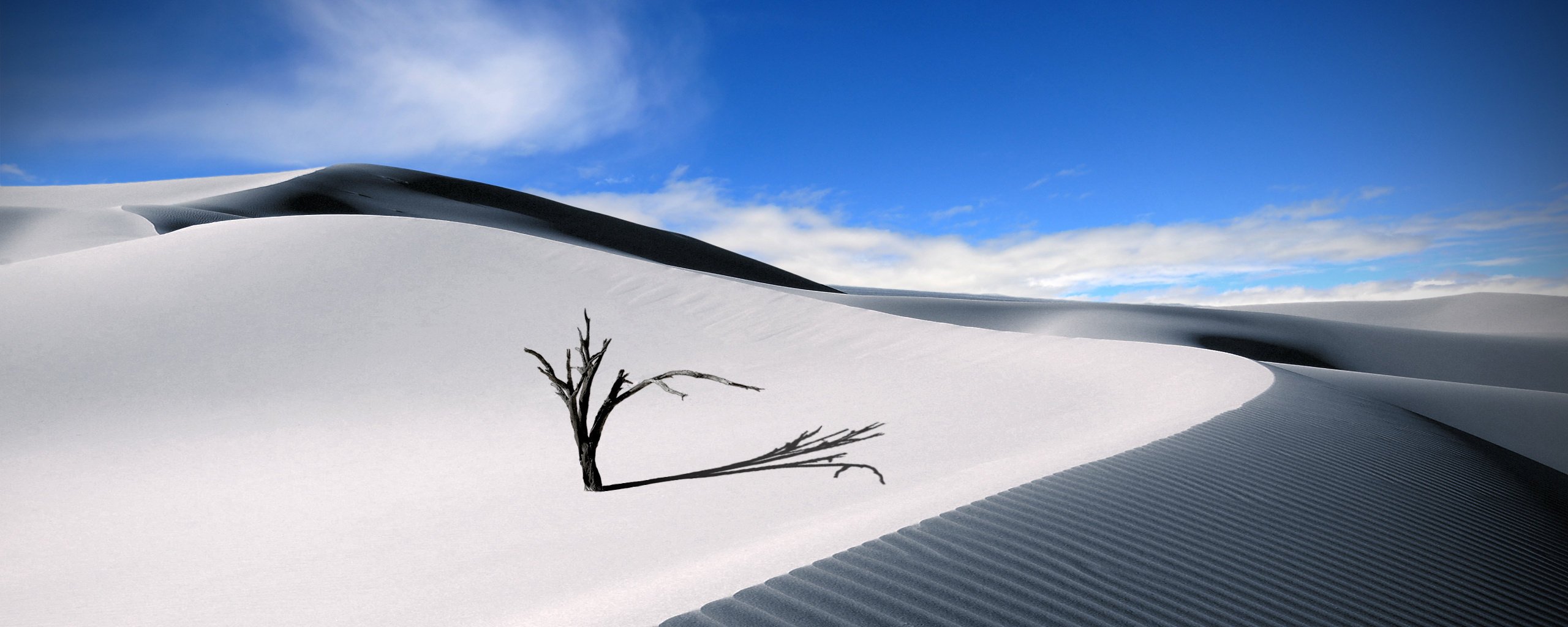 deserto dune sole cielo albero