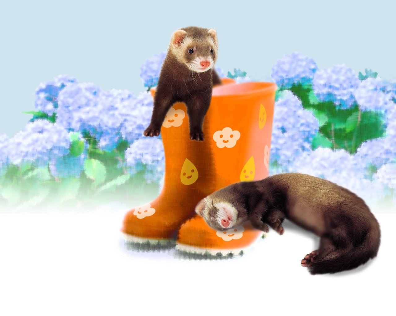 ferrets furets drôle bottes amis animaux