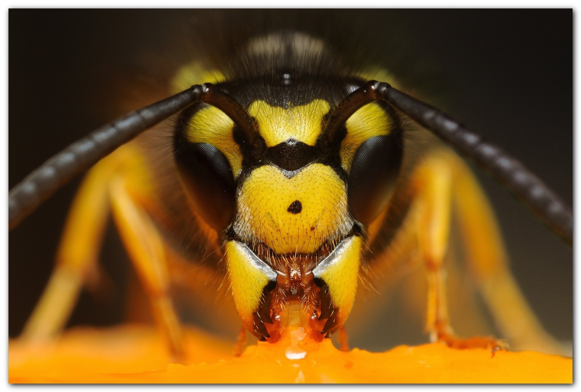 calabrone mandarino occhi testa macro insetti animali