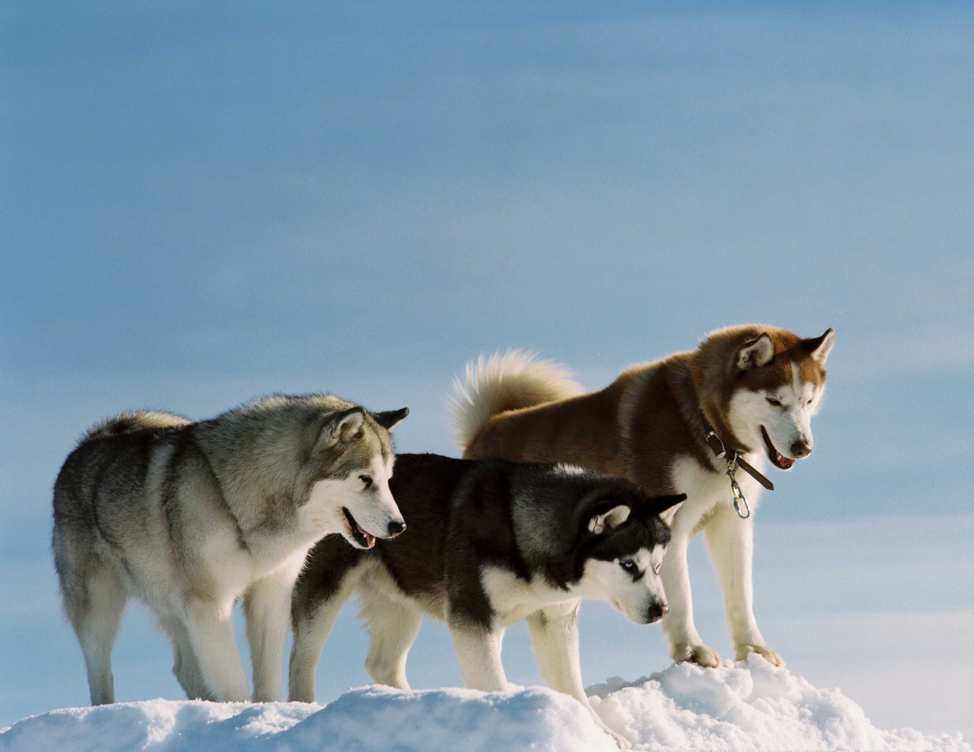 chiens husky race couleur chiens hiver neige laine look