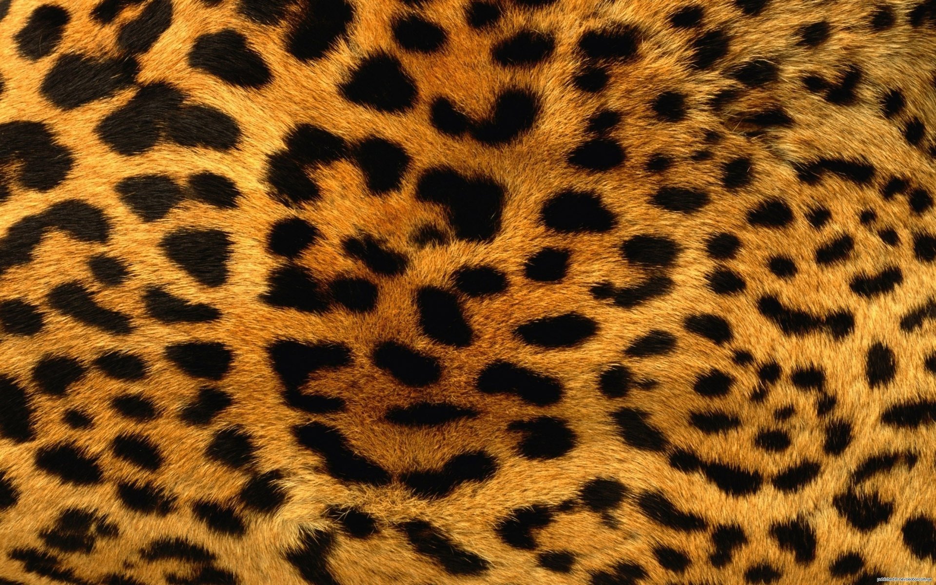 textura danza leopardo pelaje piel