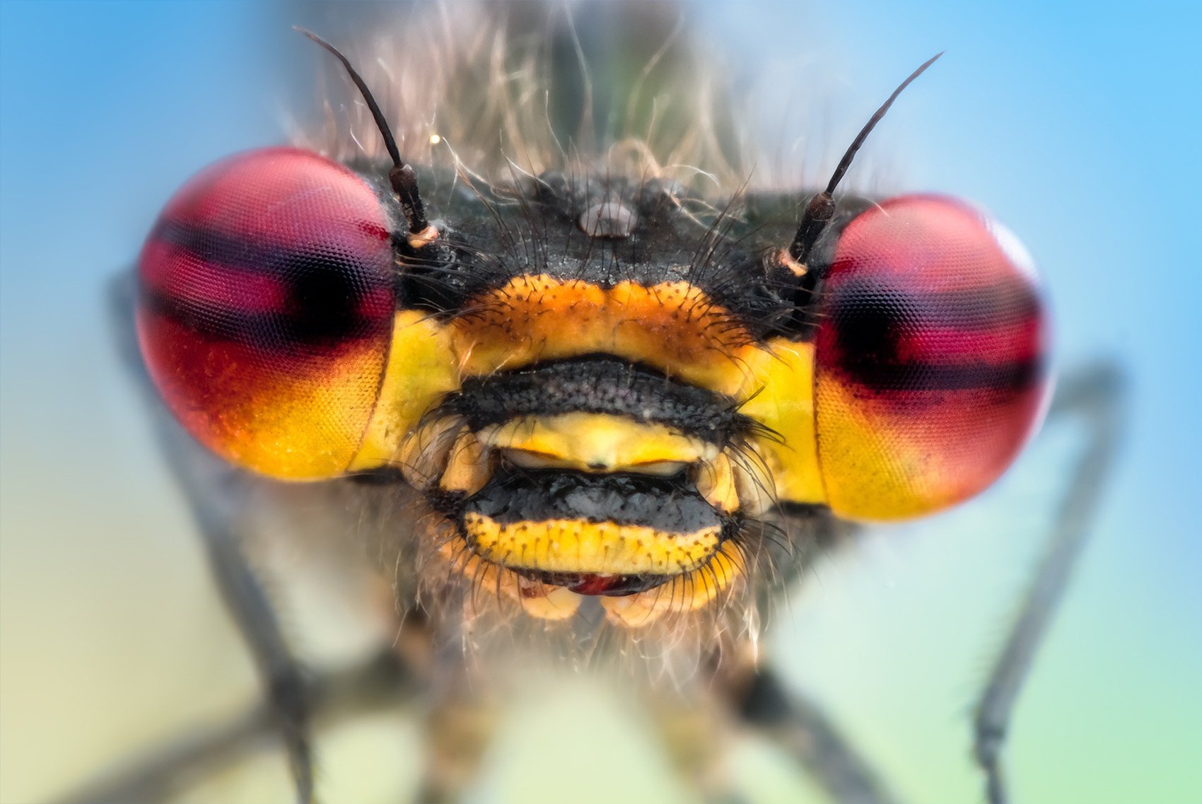 libellula occhi libellula insetto macro animali