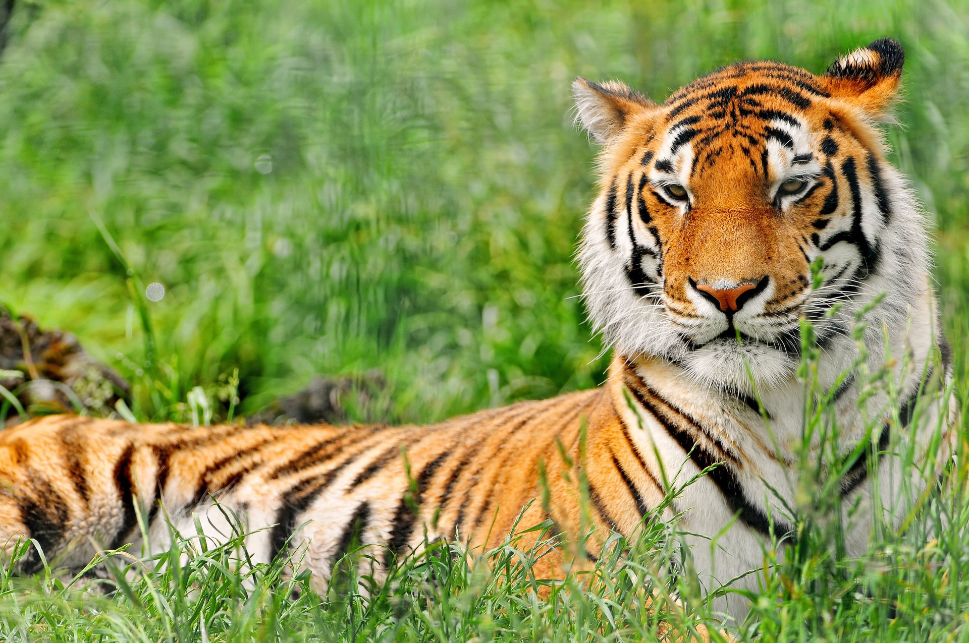 tigre herbe repos prédateur verdure museau animaux félin vue kis-kis-miaou-miaou prédateurs