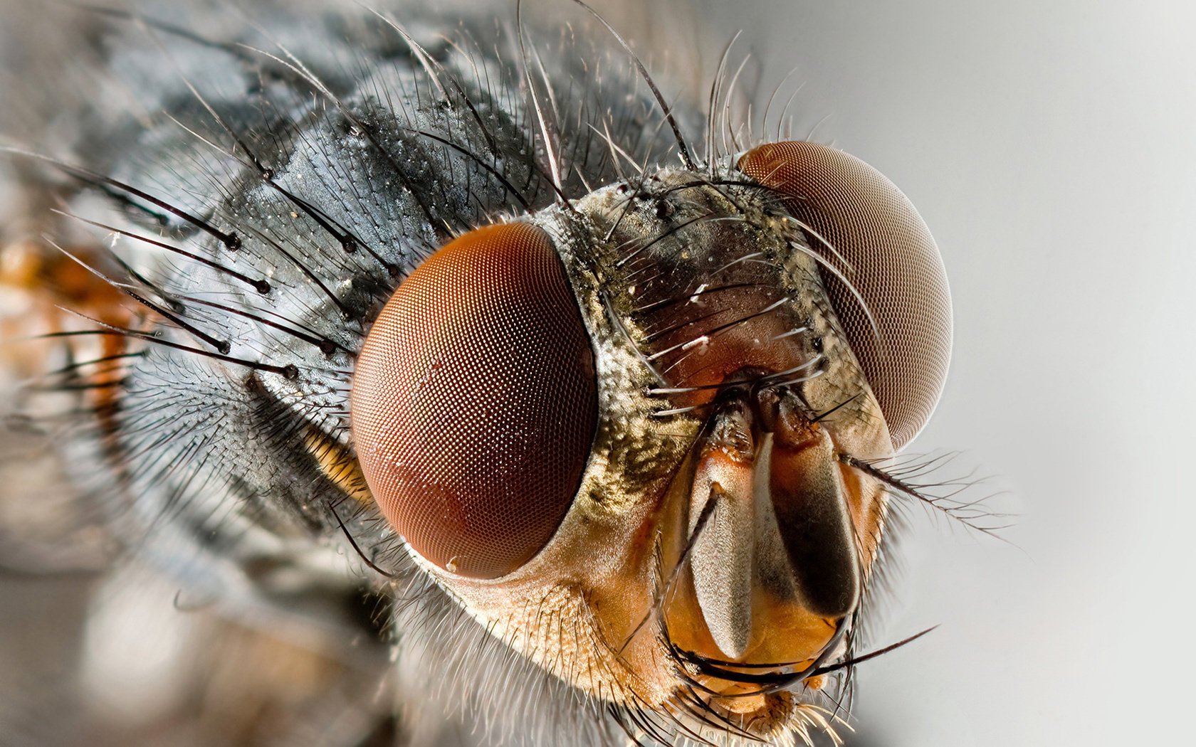 fly head eyes facet macro insect