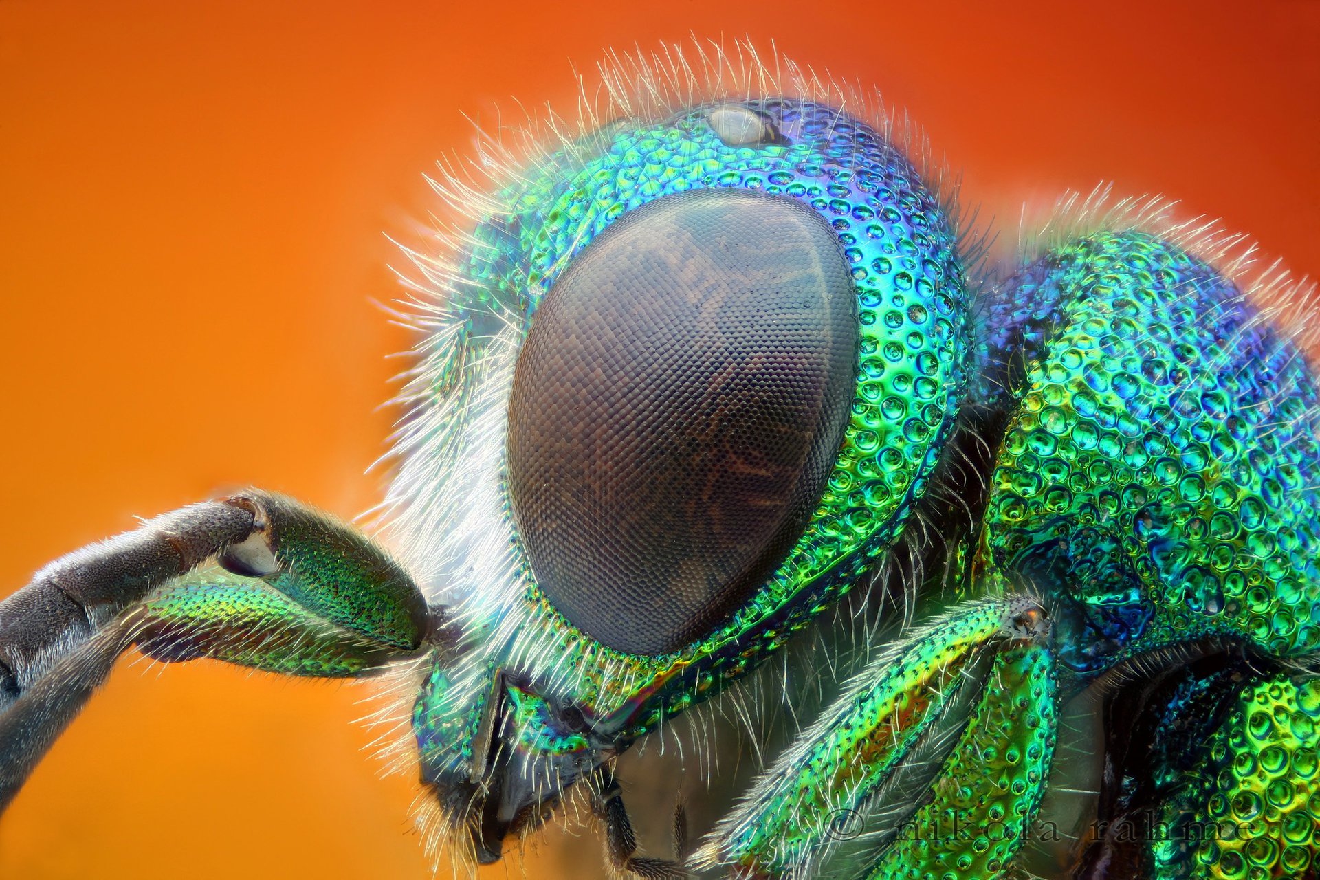 insekt augen farben makro tiere