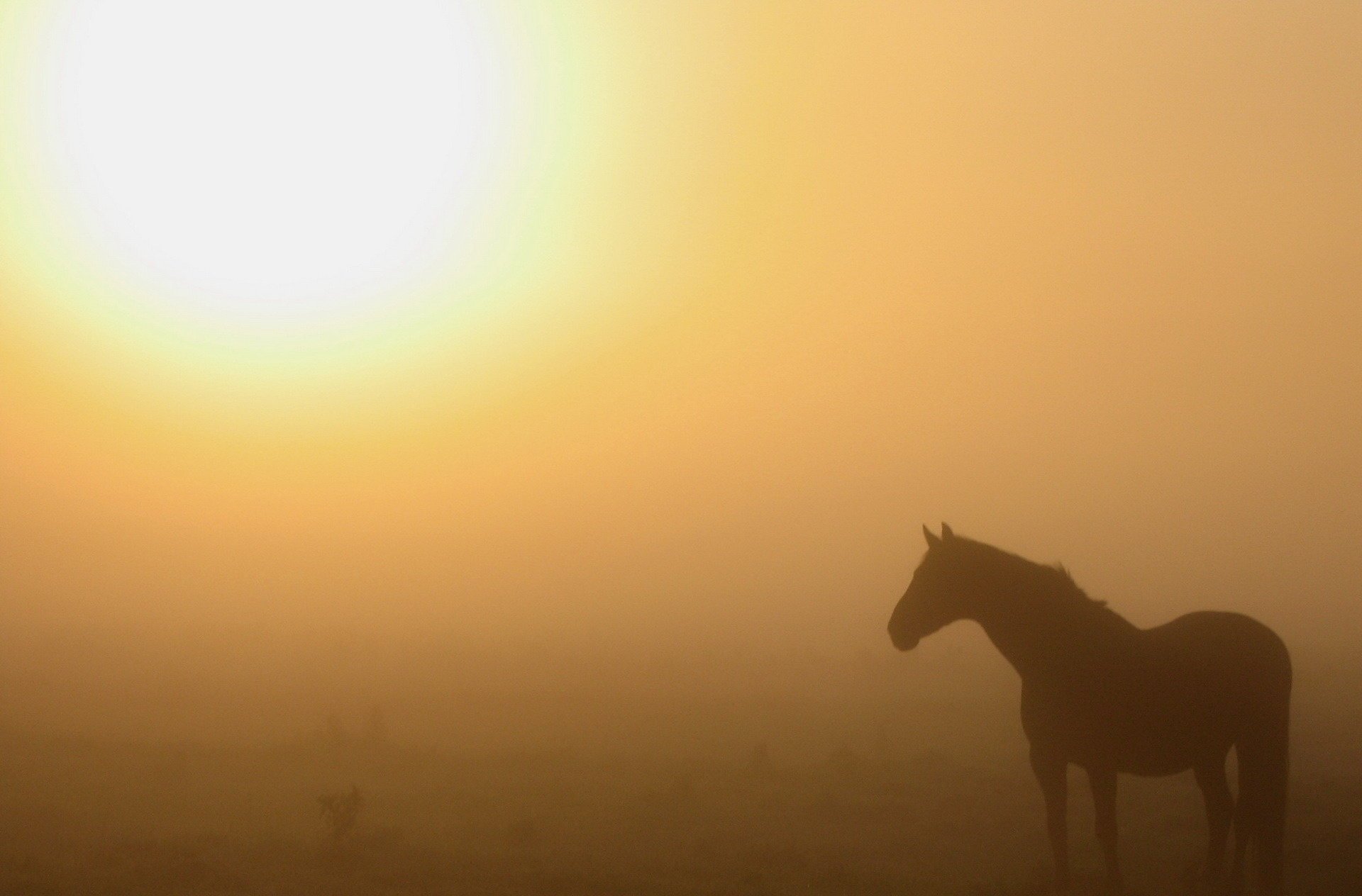 mañana caballo naturaleza niebla sol calor gris ungulados