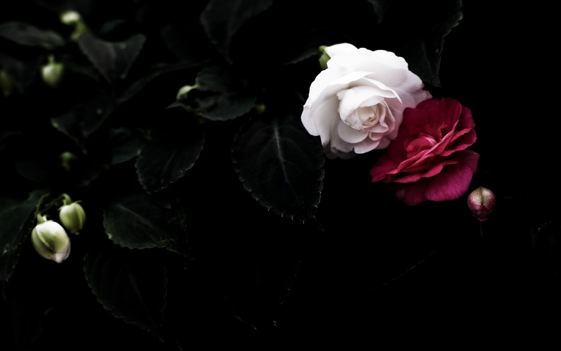 schwarz blumen blütenblätter blätter rot weiß hintergrund rosen paar