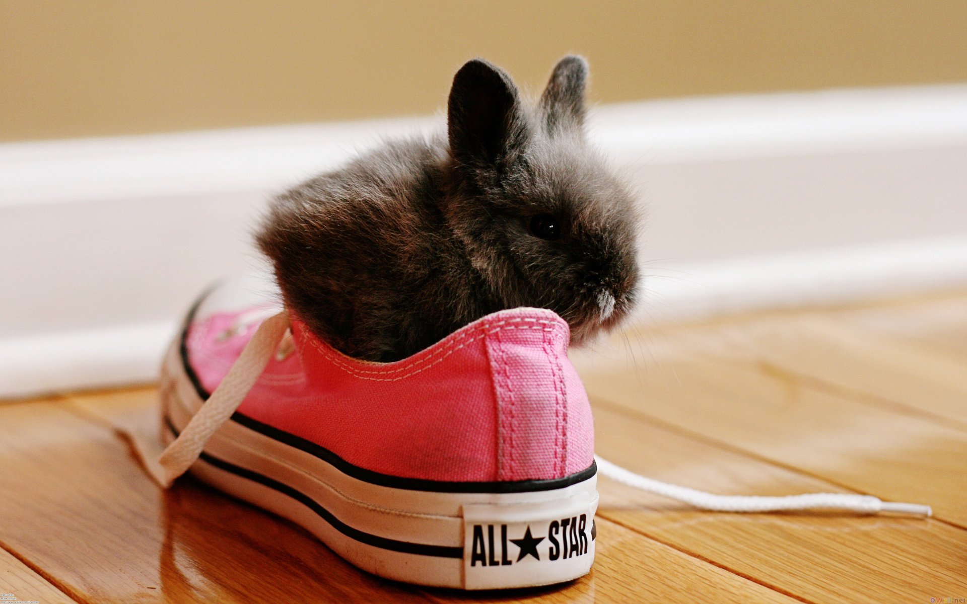 rabbit laces shoes red sneakers animals look flooring floor wall skirting