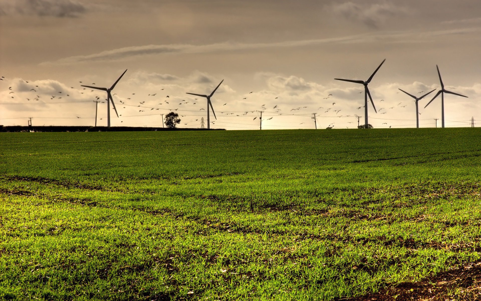 molinos de viento naturaleza ecología electricidad campo aire viento cielo energía vegetación nubes nubes hierba aves