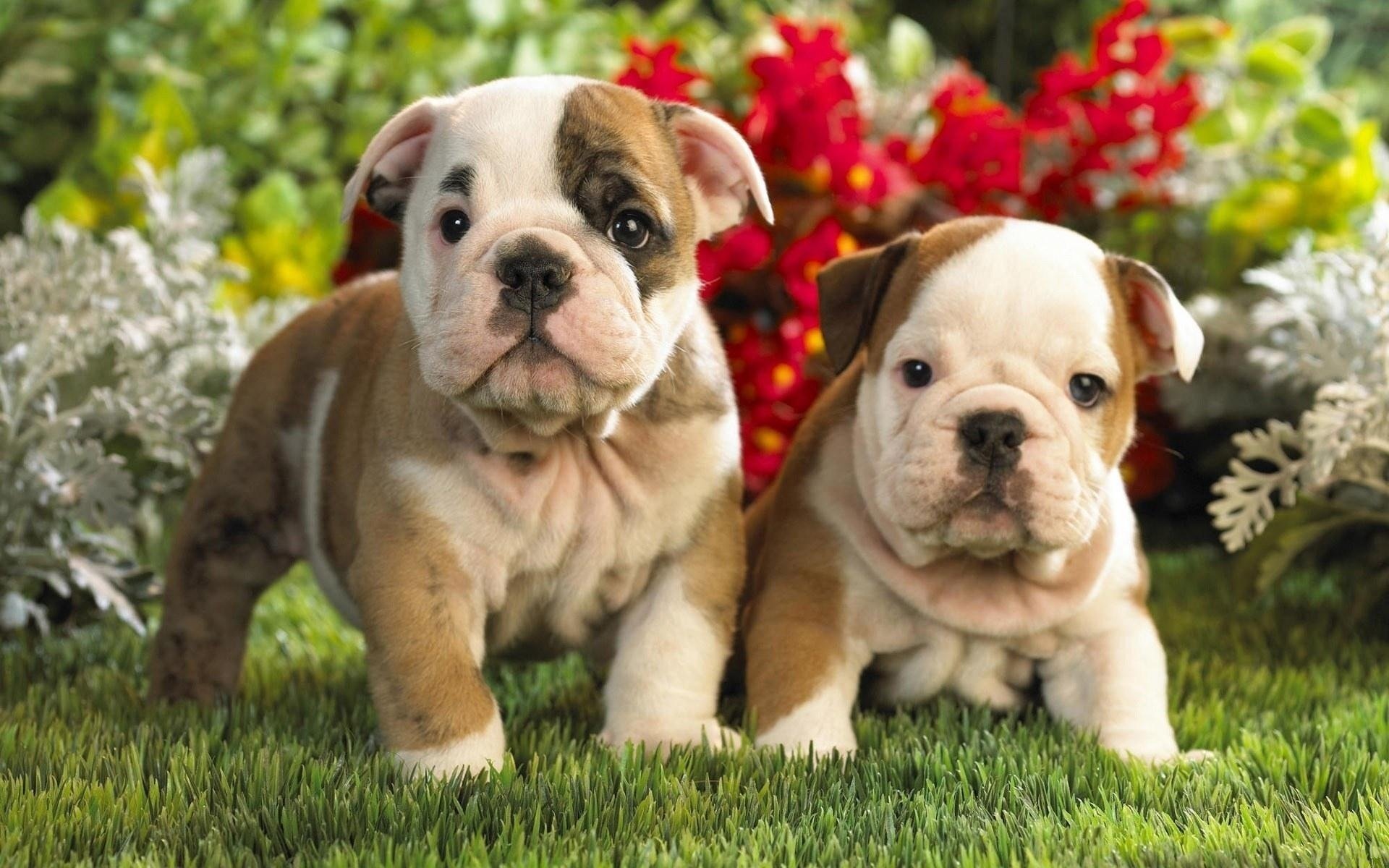 cachorros flores dos niños pequeños hierba vegetación perritos pareja animales perros dúo mirada ojos inglés bulldog