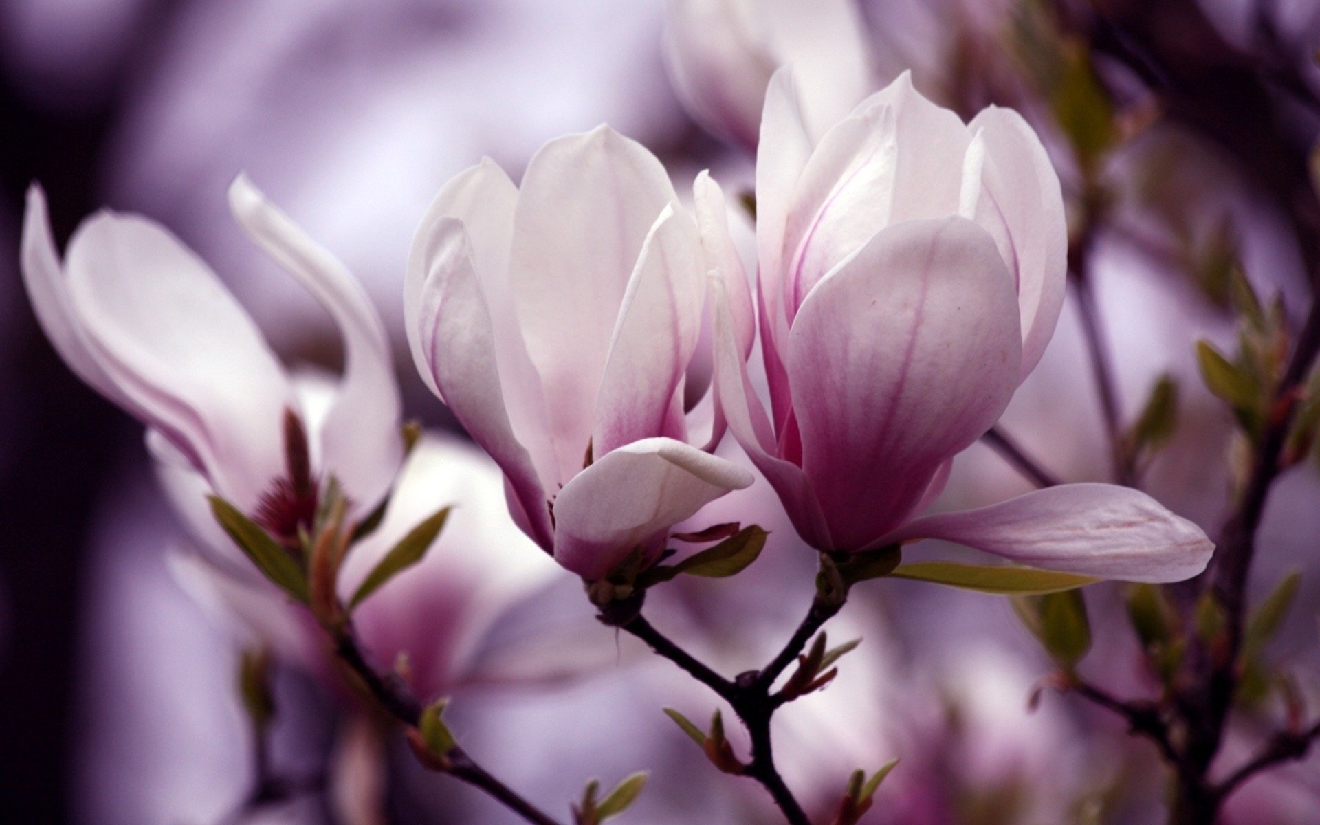 magnolia fleurs brindille pétales floraison gros plan printemps