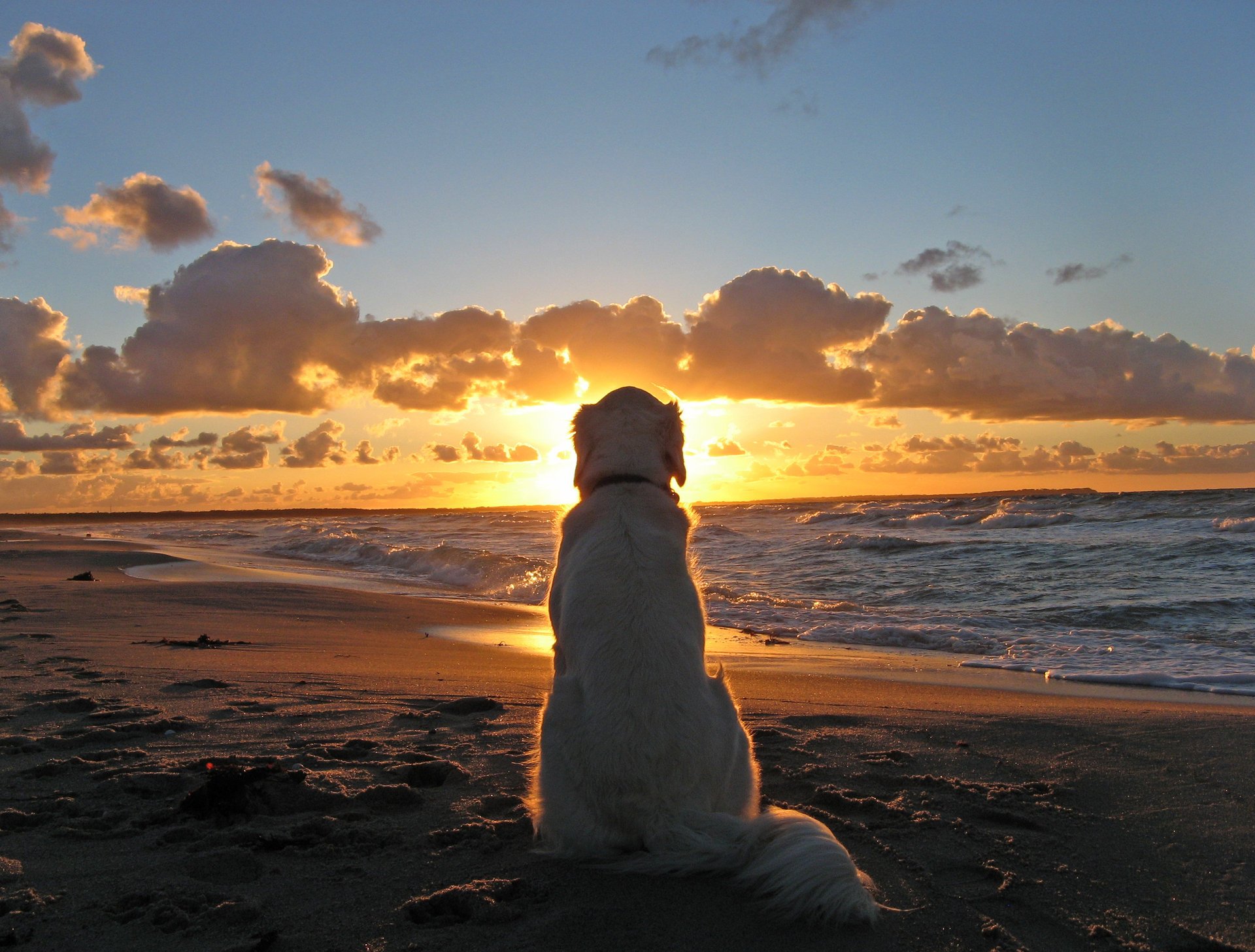 cane amico oceano mare sole tramonto cielo nuvole orizzonte tristezza lealtà animali cani woof-woof-ry-ry